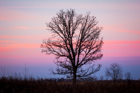 Sunset Through the Barren Trees in Late Autumn in Minnesota.の写真素材
