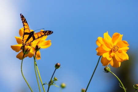 Migrating Monarch Butterflies in October の写真素材