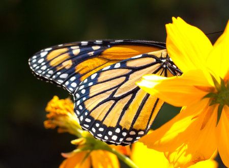 Migrating Monarch Butterflies in October 