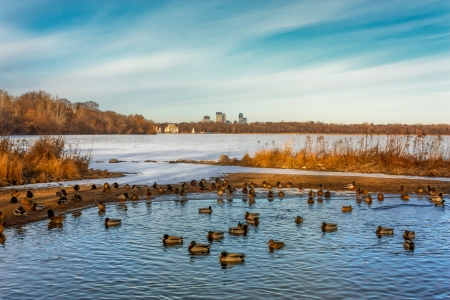 Lake Harriet in Minneapolis, Minnesota with Ducks in Foreground, downtown in Background.の写真素材