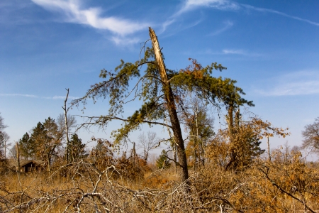 St. Croix State Park Straight Line Wind Damage From July 1, 2011 Stormの写真素材