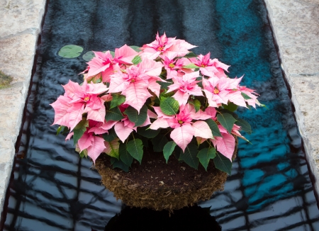 Pink Poinsettia Basket Over Waterの写真素材