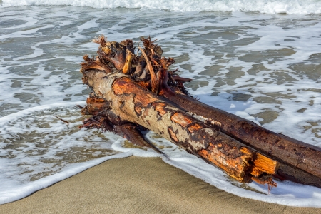 Waves Awash on Fallen Treeの写真素材