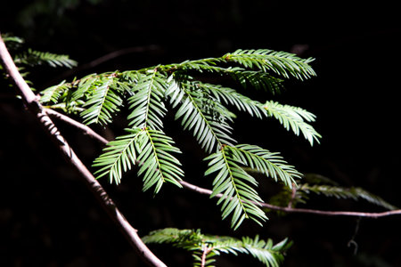 California Redwood Pine Needles Detail Macro 