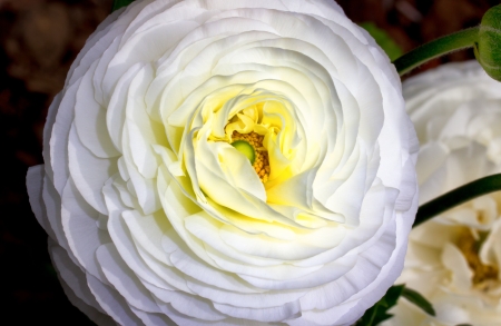 White Ranunculus With Yellow Stamen Macroの写真素材