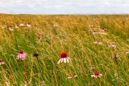 Grasslands Meet the Badlands in South Dakota, USA の写真素材