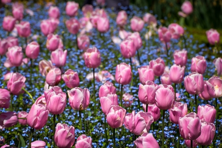 Bed of White Tulips in Spring.の写真素材