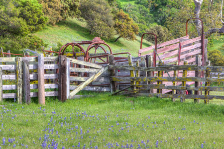 Silver Lupine Growing Wild in Meadow in the Fenced Chaparral of California's Central Coast.
