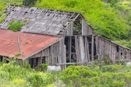 Dilapidated Rural Barn Overgrown by Green Brushの写真素材