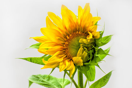 Single Sunflower Isolated on Whiteの写真素材