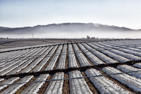Dormant Salinas Valley Agricultural Field Covered in Plastic Sheeting with Mountain Backdropの写真素材