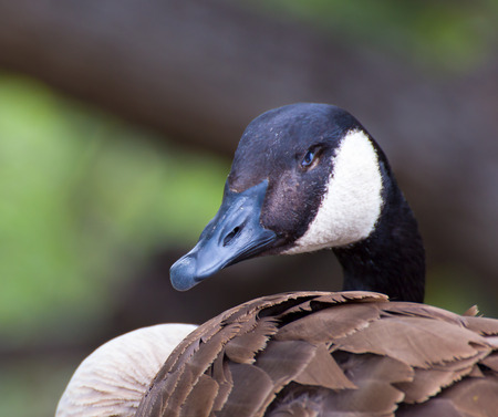 Canada Goose profile close-up head and neck.の写真素材