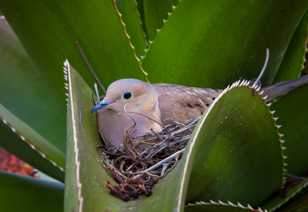 Nesting Mourning Dove hidden in aloe cactus.の写真素材