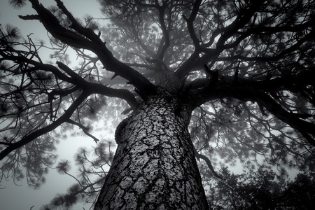 Foggy overhangs canopy of large tree in black and white.の写真素材