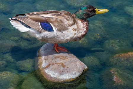 Single male mallard duck on rock in water.の写真素材