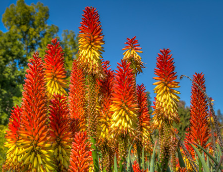 Flowering orange and yellow succulent against bright blue sky.の写真素材