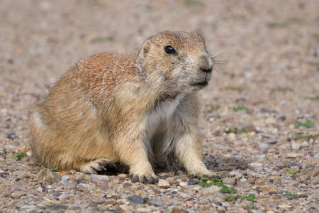 Single Prairie Dog at Badlands National Park, South Dakota, USA.
