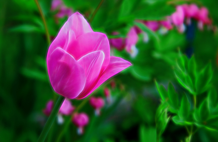 Single glowing pastel tulip in garden with verdant green background.の写真素材