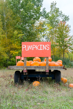 Pumpkin cart in rural United States in Autumn near Hallloween.の写真素材