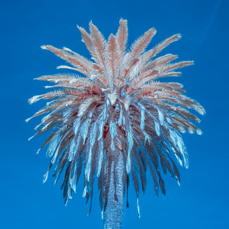 One palm tree against Southern California blue sky in infrared color.の写真素材
