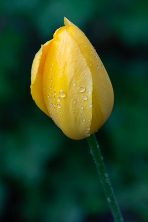 A single yellow tulip standing vertical wet with spring time rain.の写真素材