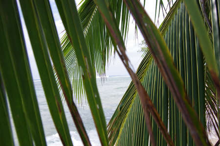 Trees by the beachの写真素材