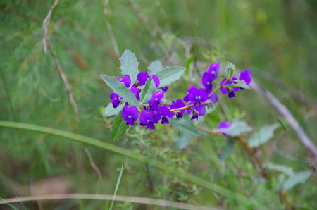 Flowers growing in the bushland in the southwest of Western Australia