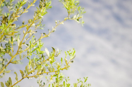 Olive tree branches with leaves on snow background. Selective focus.の写真素材