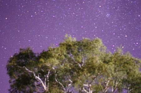 Night sky with stars and silhouette of trees. Long exposure photograph.