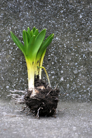 The large bulb of young hyacinth is dug up from earth