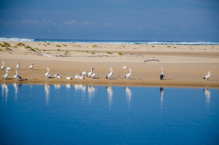 A group of pelicans on a deserted beach.の写真素材