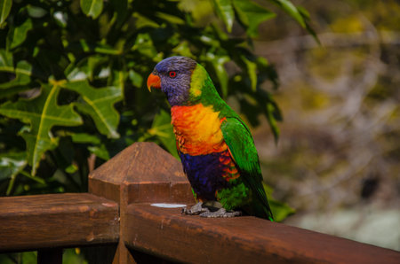 One of the most cheeky birds of australia.