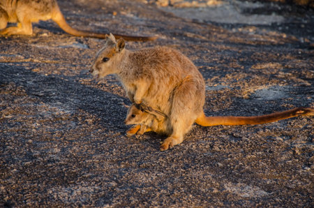 Rock wallaby with offspring in the Granite Gorge Nature Park.