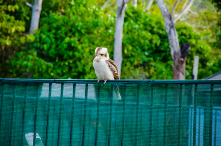 A Kookaburra on a fence.の写真素材