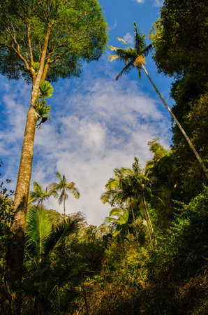 Subtropical rainforest in the Springbrook National Park.