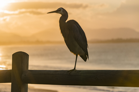 White-faced heron on a fence.の写真素材