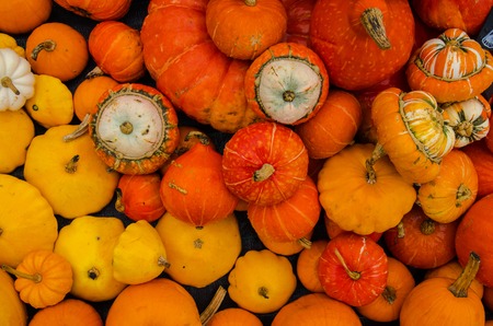 Pumpkins in Kew Gardens, Londonの写真素材
