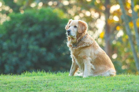 golden retriever on green field