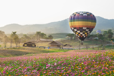 The hot air balloons flying over the cosmos flowers field in Singha park international balloons fiesta 2017 in Chiang Rai province of Thailand.のeditorial素材