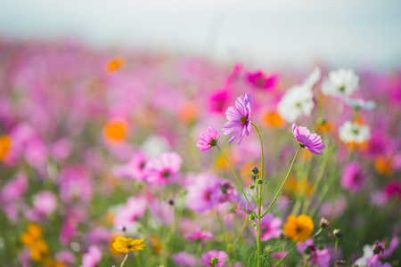 The Cosmos Flower of grasslandの写真素材