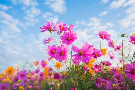 The Cosmos Flower of grasslandの写真素材