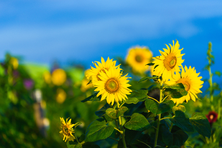 sunflowers sunrise in the morningの写真素材