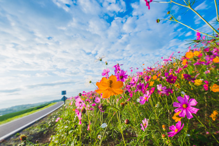 The Cosmos Flower of grasslandの写真素材