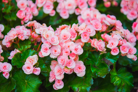 Begonia flowers in the gardenの写真素材