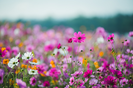 The Cosmos Flower of grasslandの写真素材