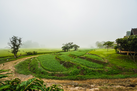 Wood resort at farm rice in the morningの写真素材
