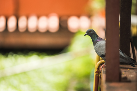 Pigeon perched on the tree branchの写真素材