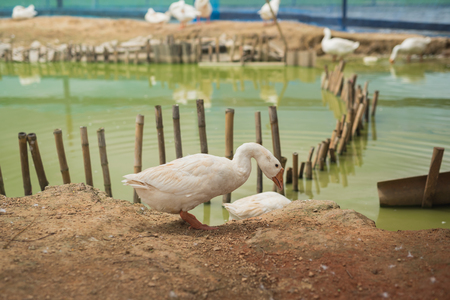 White gooseの写真素材