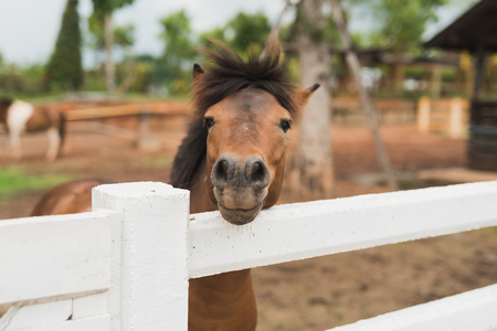 Portrait of pony foal in farmの写真素材