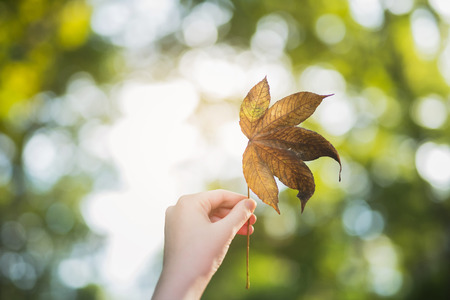 girl hand hoding dry leaf on green backgroundの写真素材